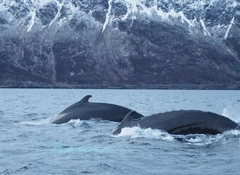 Picture 3 for Activity From Alta: Whale watching experience