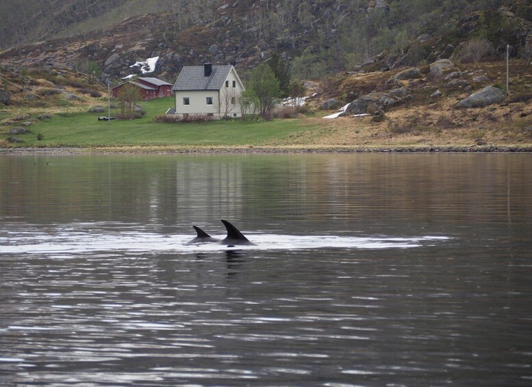 Picture 12 for Activity From Alta: Whale watching experience