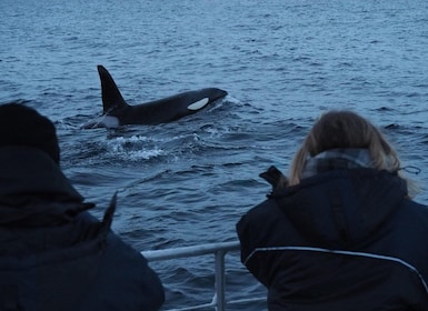 From Alta: Small group Whale watching