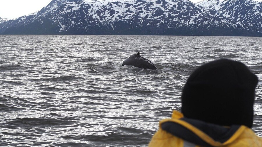 From Alta: Whale watching experience