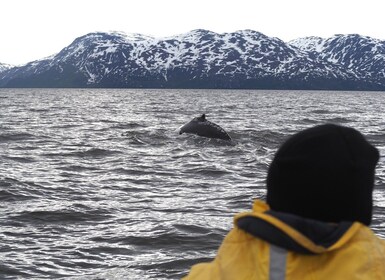 From Alta: Whale watching experience