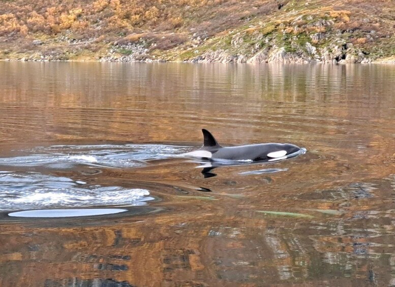 Picture 6 for Activity From Alta: Whale watching experience