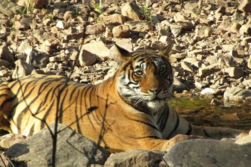 Tiger Safari in Ranthambore National Park