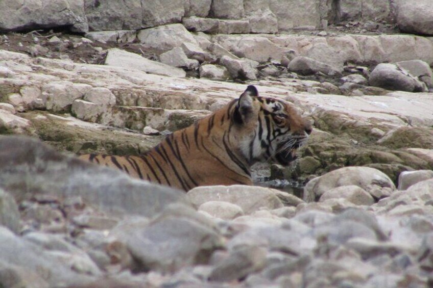 Tiger Safari in Ranthambore National Park