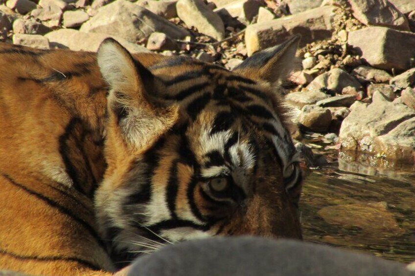 Tiger Safari in Ranthambore National Park