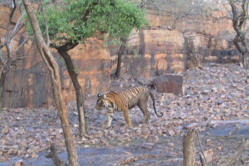 Tiger Safari in Ranthambore National Park