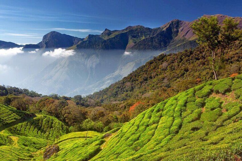  Munnar Tea Trail and Munnar Valley Trekking Tours