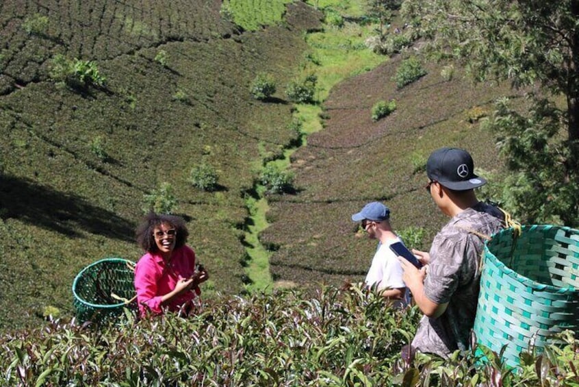 Purple Tea Farm Day Tour from Nairobi