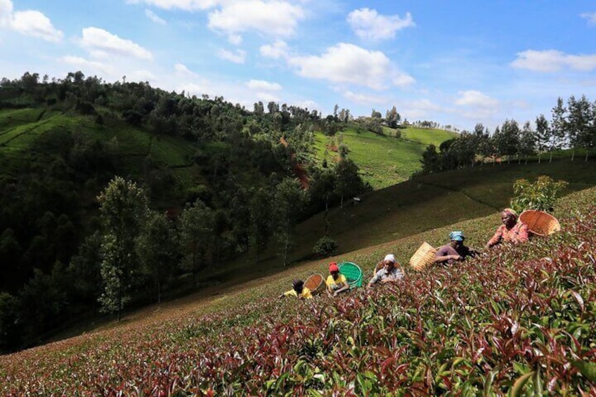 Purple Tea Farm Day Tour from Nairobi