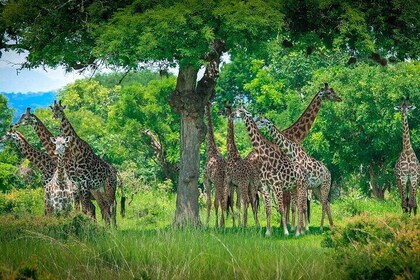 2 Day Mikumi Safari Private Tour from Dar es Salaam