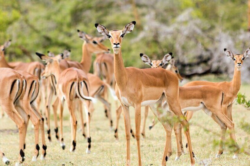 2 Day Mikumi Safari Private Tour from Dar es Salaam