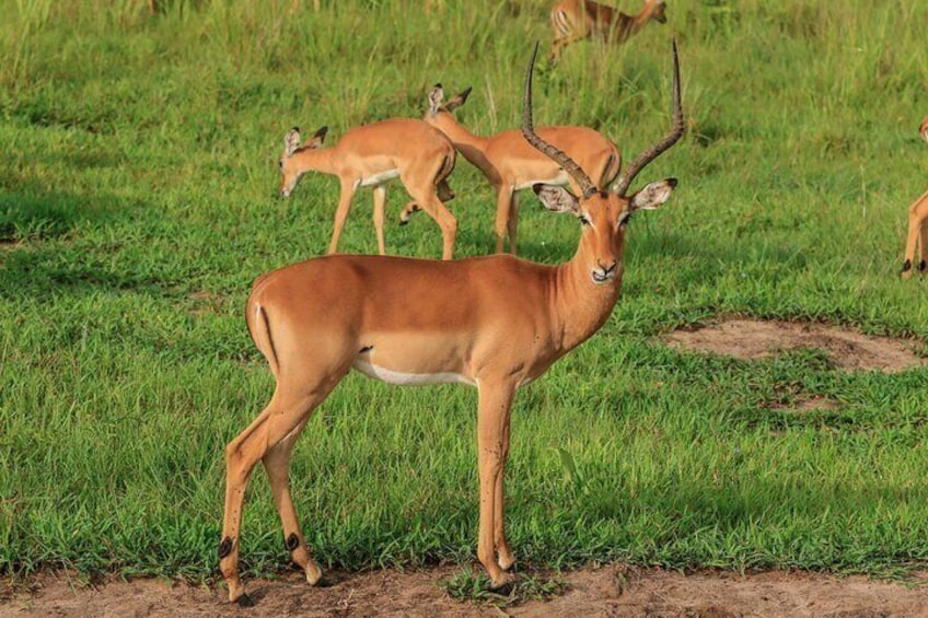 2 Day Mikumi Safari Private Tour from Dar es Salaam