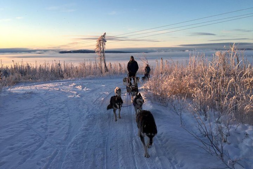 Half Day Drive Your Own Dog Team