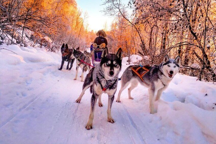 Drive your own team of Siberian Huskies.