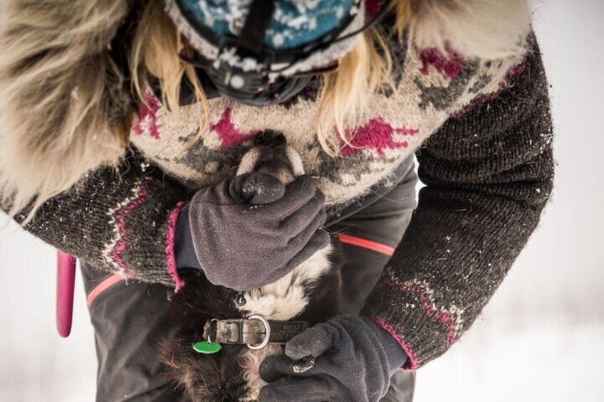 Half Day "Drive Your Own Dog Team" Dog Sledding Tour