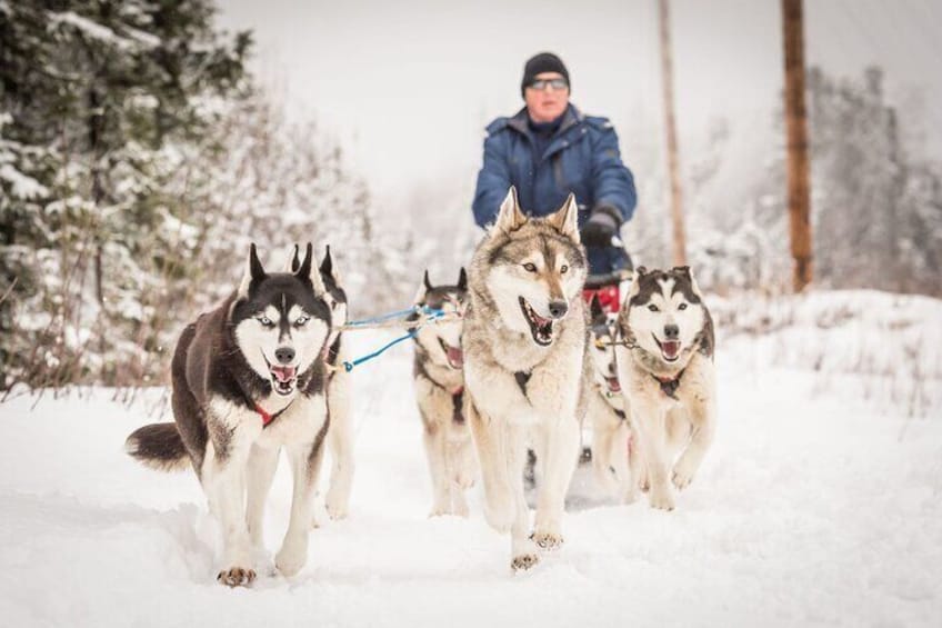 Half Day "Drive Your Own Dog Team" Dog Sledding Tour