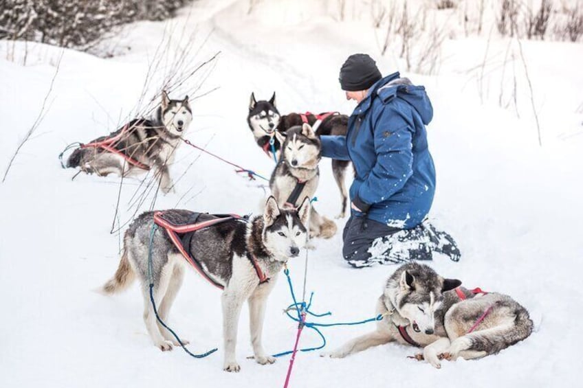 Half Day "Drive Your Own Dog Team" Dog Sledding Tour