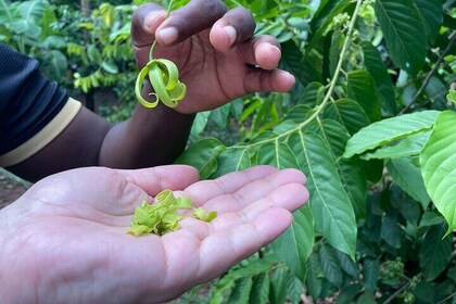 Spice Tour Zanzibar