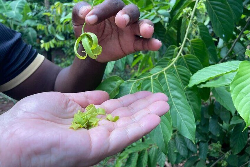 Private Guided Spice Tour of Zanzibar 