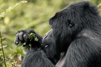 Full day Gorilla trekking safari