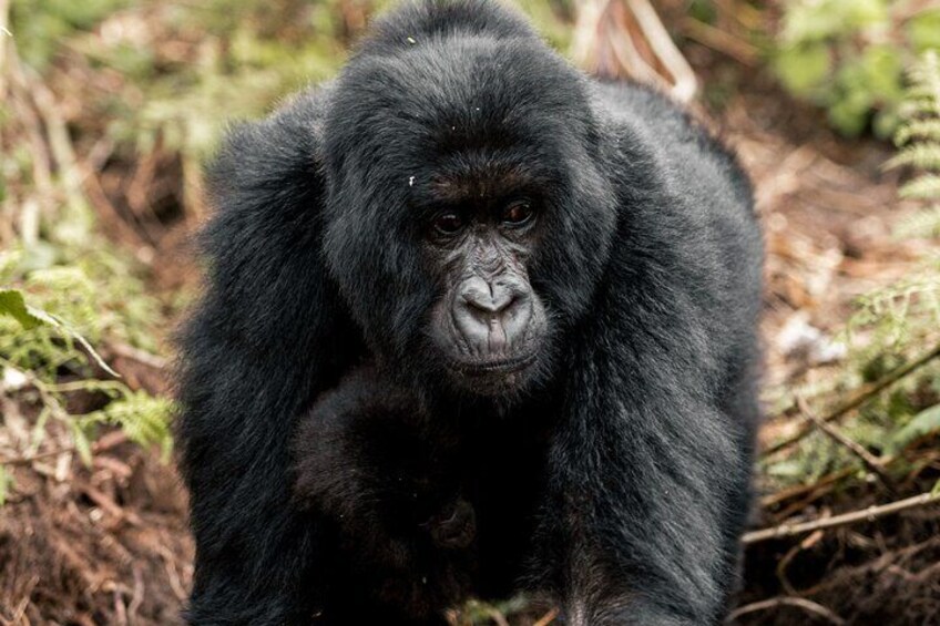 Full day Gorilla trekking safari in Kigali