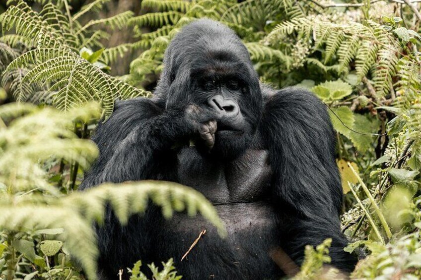 Full day Gorilla trekking safari in Kigali