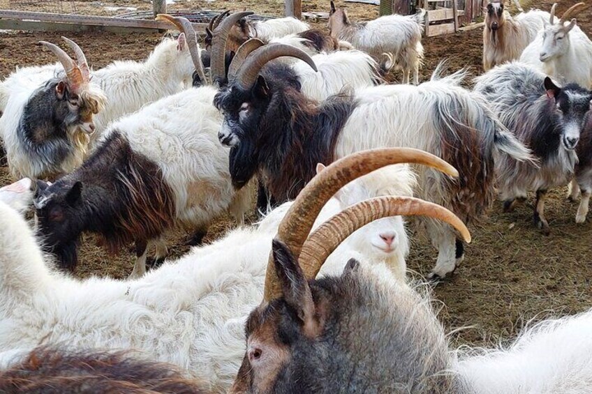 Farm Visit From Akureyri to Skagafjordur 