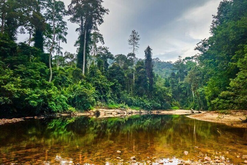 Taman Negara National Park Private Day Tour from Kuala Lumpur