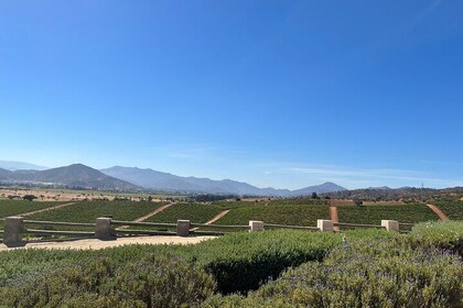 Visite de dégustation de vins dans la vallée de Casablanca (région viticole...