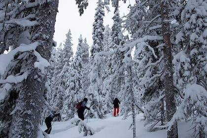 Levi: Lakeside forest snowshoeing