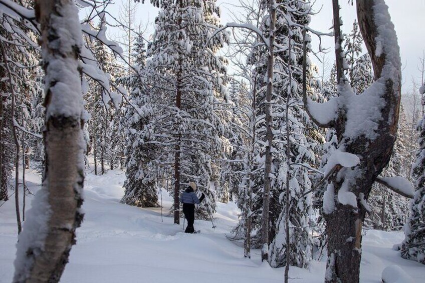 Levi: Lakeside forest snowshoeing