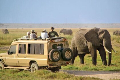 Halbtägiger Ausflug zum Tala Game Reserve und zum Natal Lion Park ab Durban