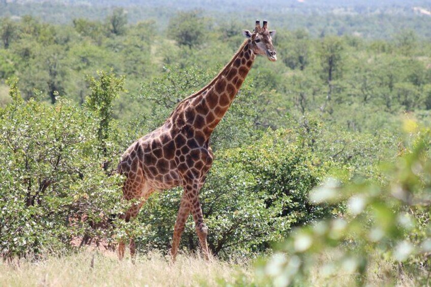 6 Days 5 Nights Tour in Hoedspruit