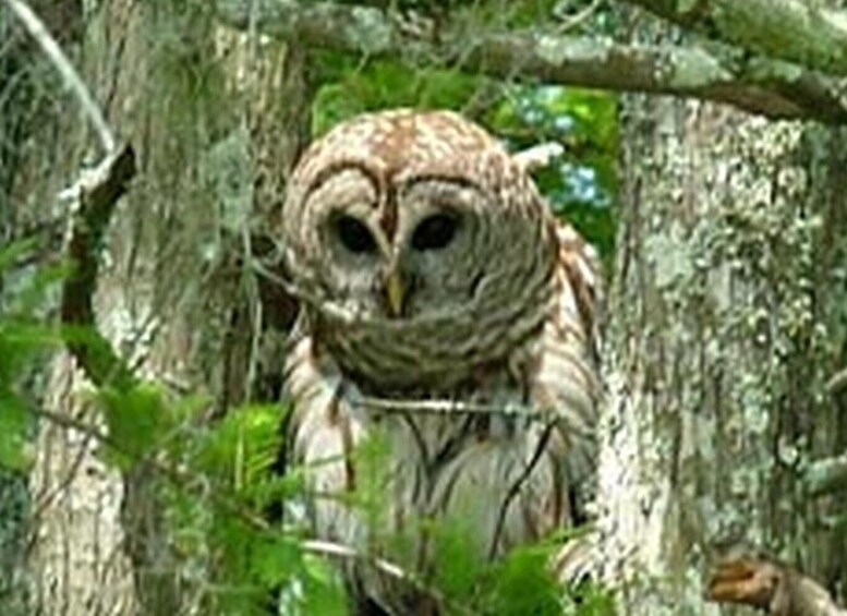 Picture 7 for Activity New Orleans: Honey Island Swamp Boat Tour with a Guide