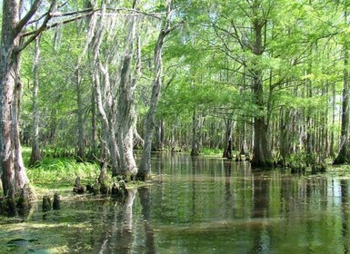 New Orleans: Honey Island Swamp Boat Tour with a Guide