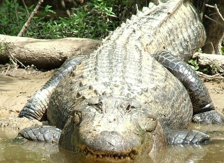 Picture 8 for Activity New Orleans: Honey Island Swamp Boat Tour with a Guide