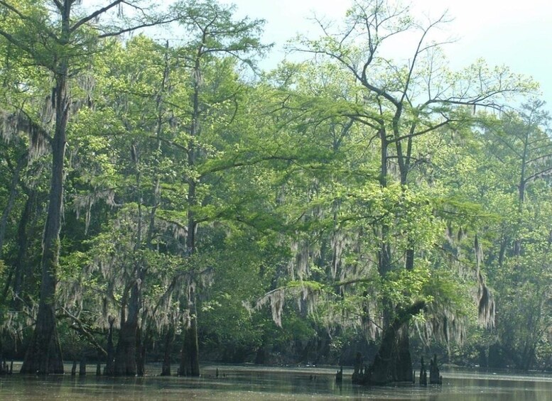 Picture 4 for Activity New Orleans: Honey Island Swamp Boat Tour with a Guide