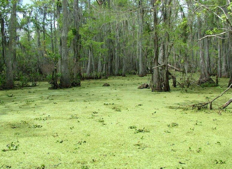 Picture 10 for Activity New Orleans: Honey Island Swamp Boat Tour with a Guide