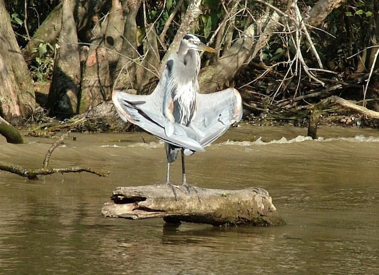 Picture 1 for Activity New Orleans: Honey Island Swamp Boat Tour with a Guide