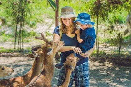 Nara Day Tour Adventure with the Perfect Guide