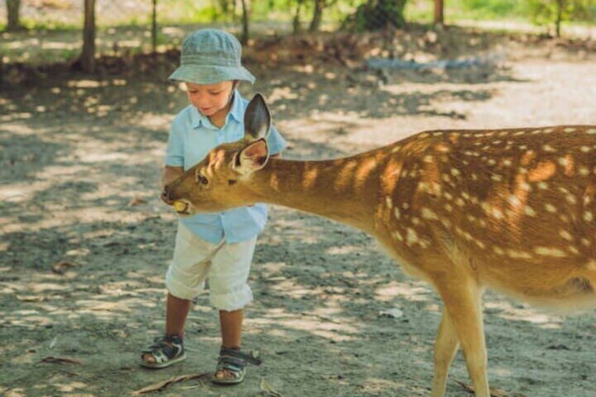 Nara Awaits You For a Perfect Day Tour with Local Guide