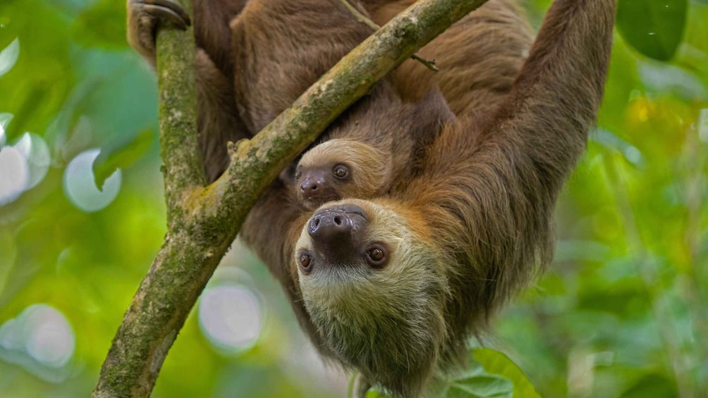 Guanacaste: Sloth Sanctuary and Waterfall Adventure