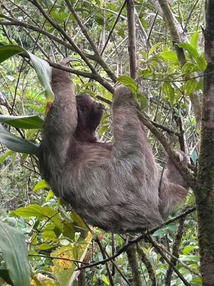 Picture 6 for Activity Guanacaste: Sloth Sanctuary and Waterfall Adventure