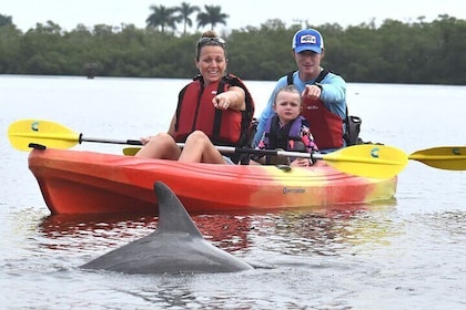 Mangrove Tunnels Kayak Tour - Marco Island & Naples, Florida