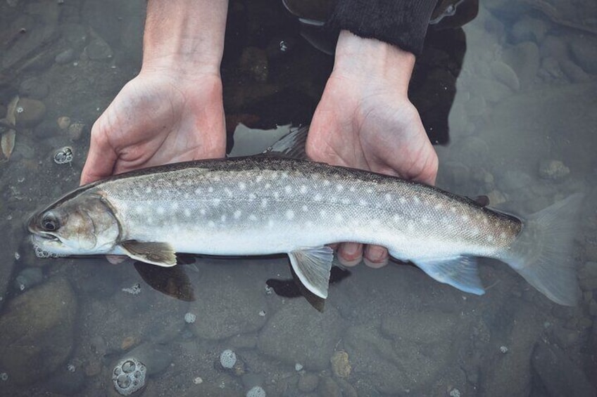 Private Hokkaido Fishing Tour with a Licensed Fisherman
