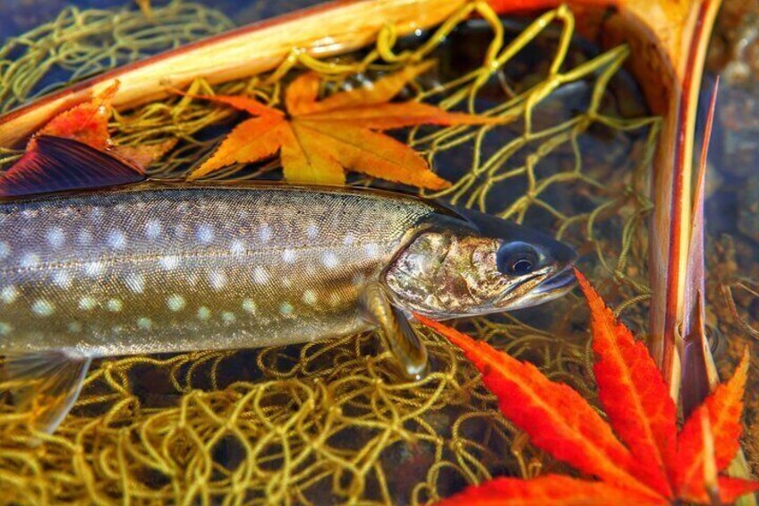 Private Hokkaido Fishing Tour with a Licensed Fisherman