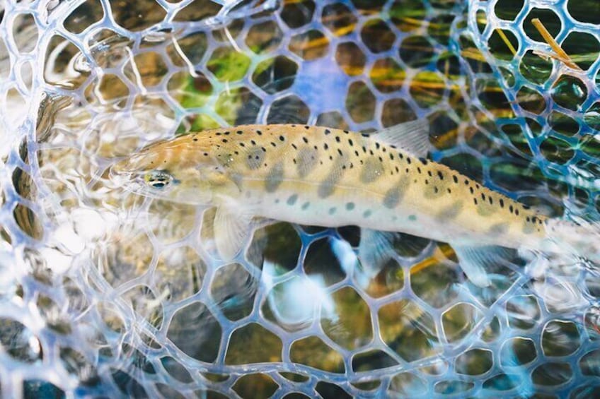Private Hokkaido Fishing Tour with a Licensed Fisherman