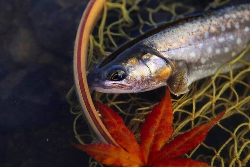 Private Hokkaido Fishing Tour with a Licensed Fisherman