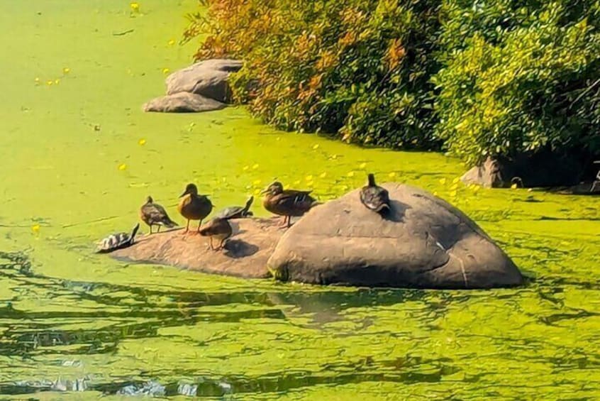 Self-Guided Tour of New York City’s Prospect Park