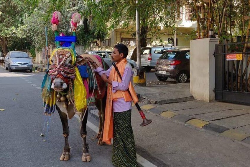 Holy bull in street